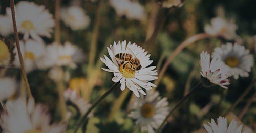 HEKTAR NEKTAR – Bienenschutz sind wir alle!